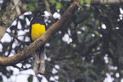 Trogon ramonianus