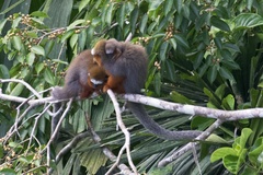 Plecturocebus discolor