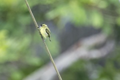 Todirostrum chrysocrotaphum
