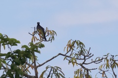Gymnoderus foetidus