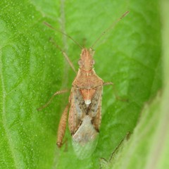 Harmostes angustatus