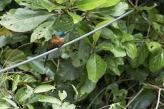 Galbula chalcothorax