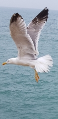Larus michahellis