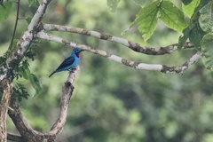 Cotinga cayana