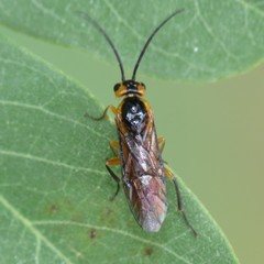 Euura tibialis
