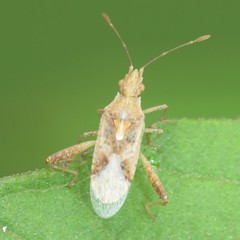 Harmostes angustatus