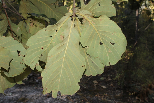 Quercus magnoliifolia, photograph 6