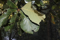 Quercus magnoliifolia, photograph (c) Rodolfo Maximiliano Gutiérrez-Sánchez, some rights reserved (CC BY)
