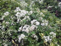 Clematis apiifolia