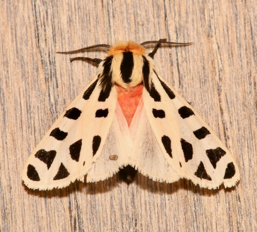 Mexican Tiger Moth photo 4
