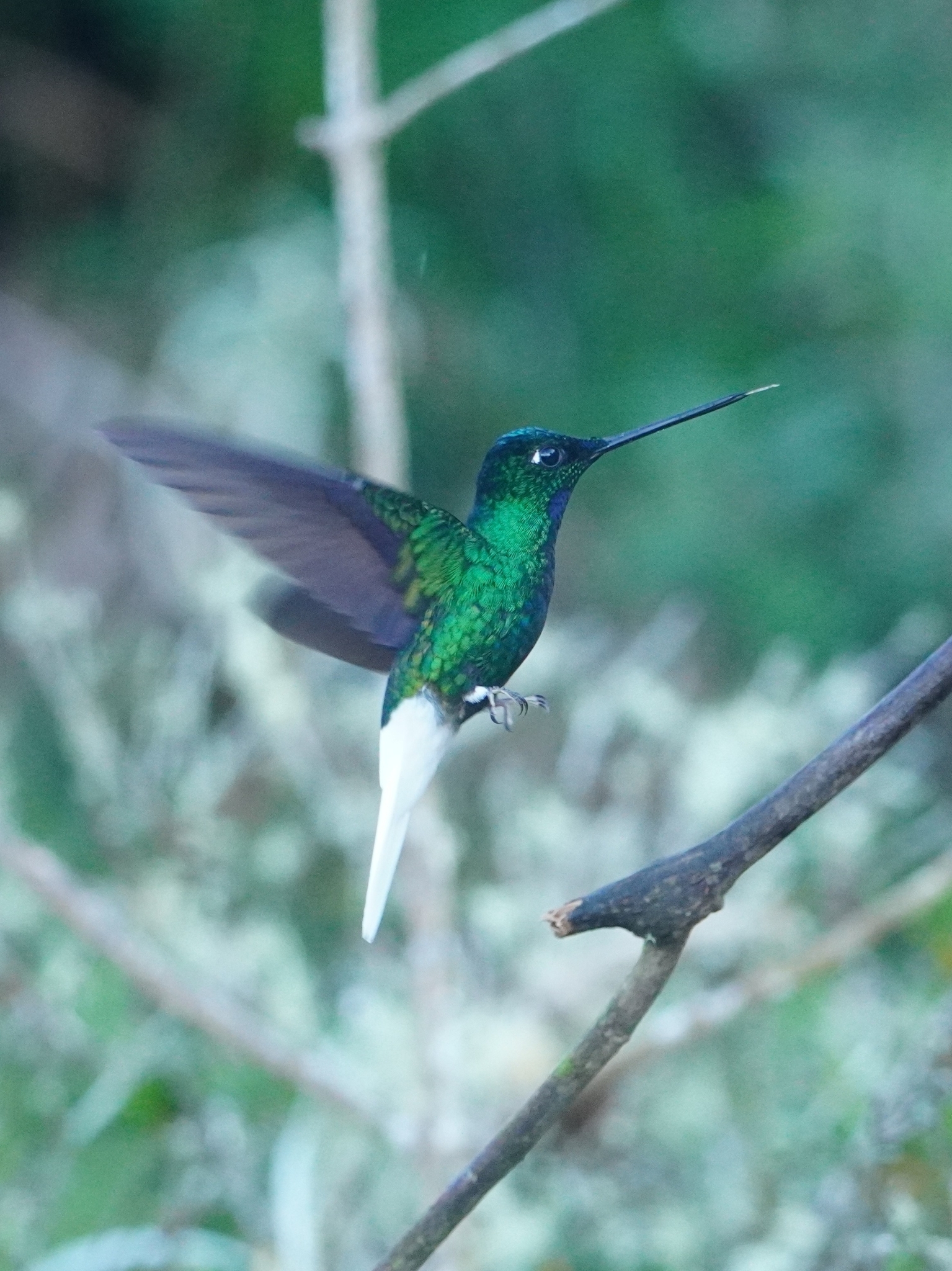 White-tailed Starfrontlet (Coeligena phalerata), photo 4