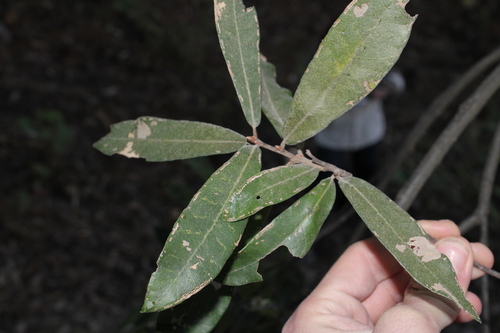 Quercus iltisii