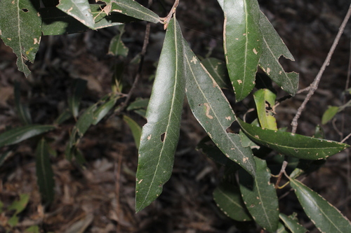 Quercus iltisii