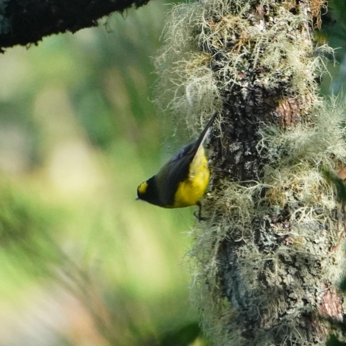 Yellow-crowned Whitestart (Myioborus flavivertex)
