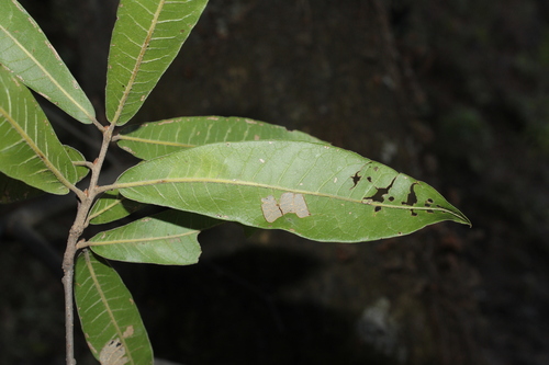 Quercus iltisii