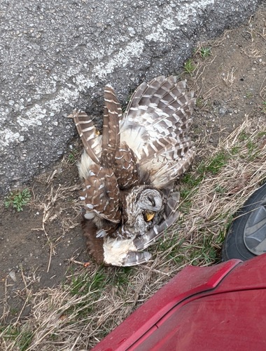 Barred Owl photographed in Alabama