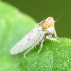 Lycioides