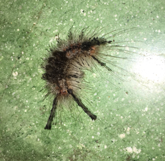 Lepidoptera