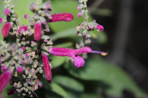 Image of Salvia iodantha by (c) Rodolfo Maximiliano Gutiérrez-Sánchez, some rights reserved (CC BY)