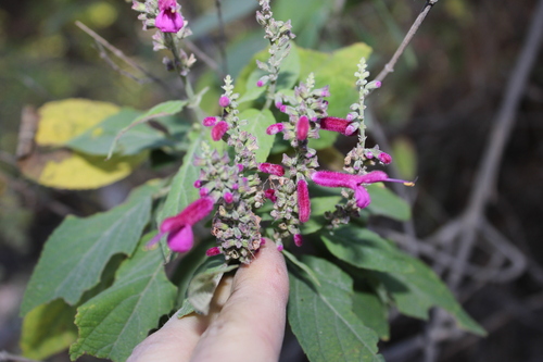 Image of Salvia iodantha by (c) Rodolfo Maximiliano Gutiérrez-Sánchez, some rights reserved (CC BY)