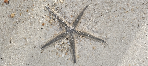 Gray Sea Star photographed in Mississippi