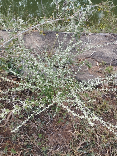 Image of Mountain Knotgrass (Ouret lanata) by (c) Siva Naturewild, some rights reserved (CC BY)