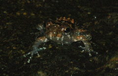 Mantidactylus