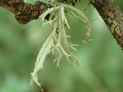 Niebla cephalota