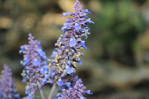 Image of Salvia lavanduloides by (c) Rodolfo Maximiliano Gutiérrez-Sánchez, some rights reserved (CC BY)