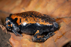 West African Rubber Frog photo 3