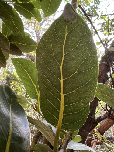 Cryptocarya, 2024-10-10