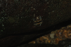 Mantidactylus