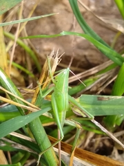 Neoconocephalus retusus