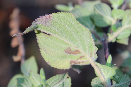 Image of Salvia elegans by (c) Rodolfo Maximiliano Gutiérrez-Sánchez, some rights reserved (CC BY)