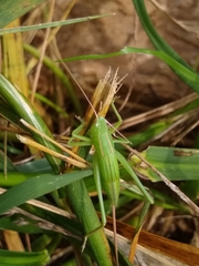 Neoconocephalus retusus