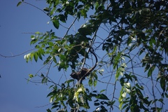 Saguinus fuscicollis
