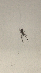 Zosis geniculata