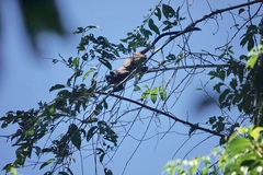 Saguinus fuscicollis
