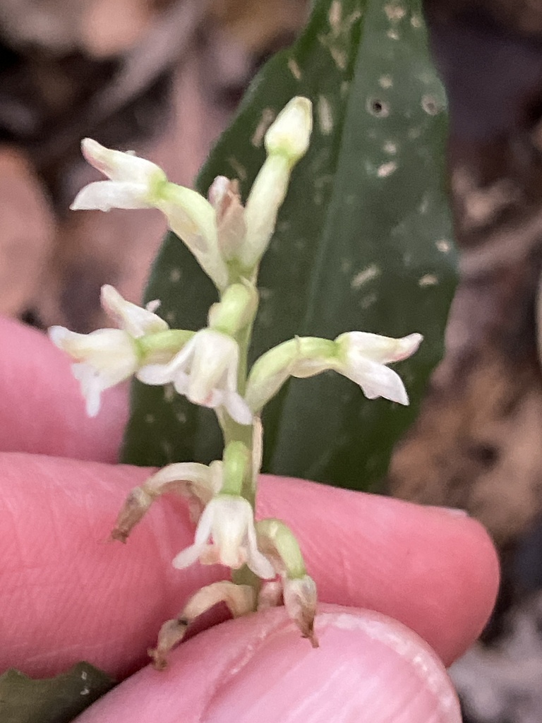 Microchilus querceticola