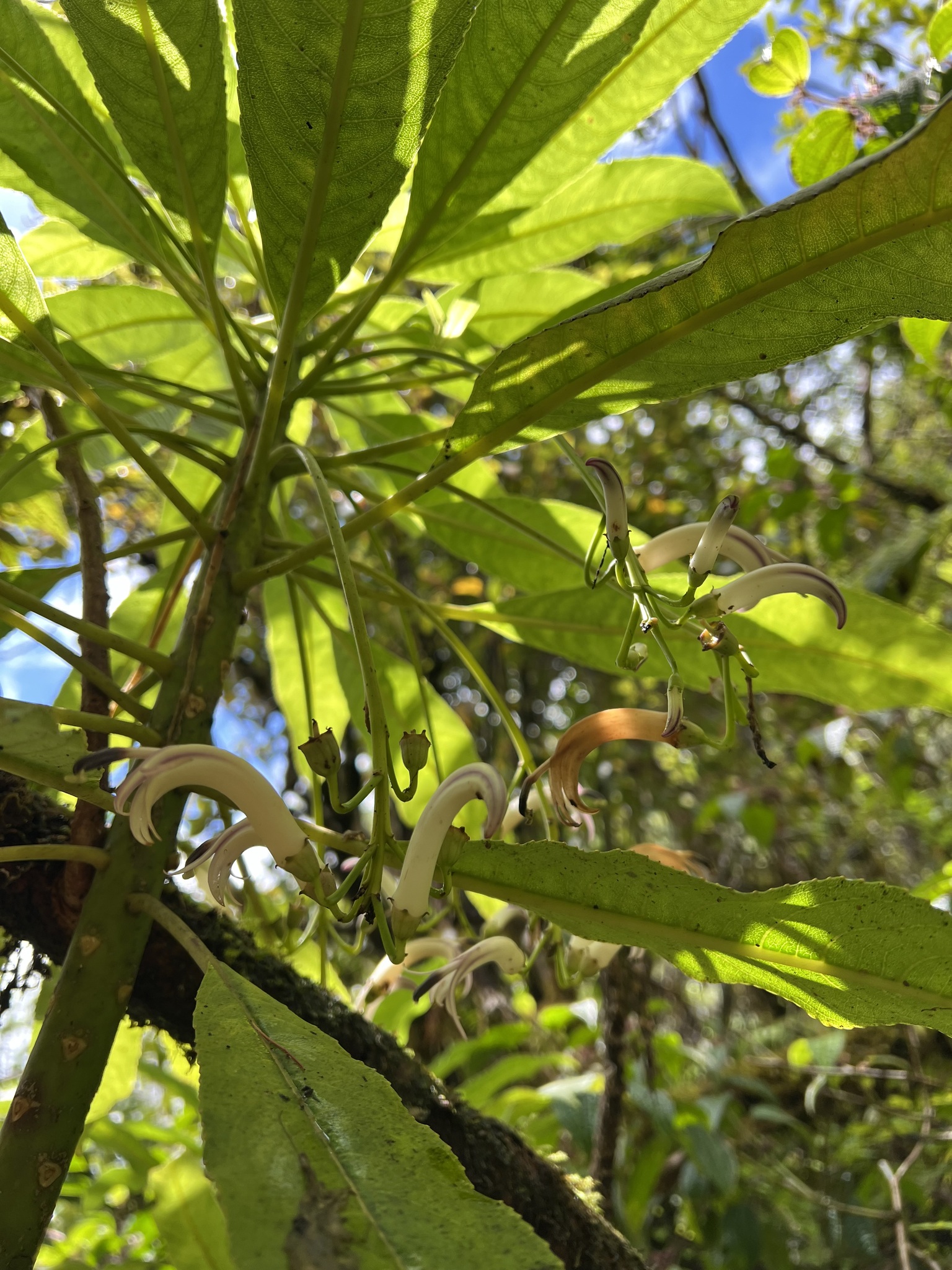 Cyanea kolekoleensis