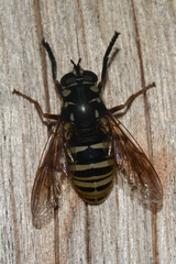 Temnostoma excentrica