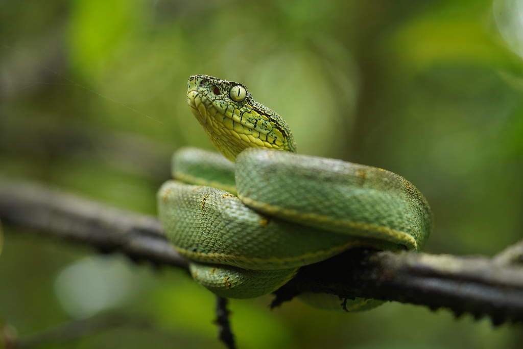 Green Jararaca