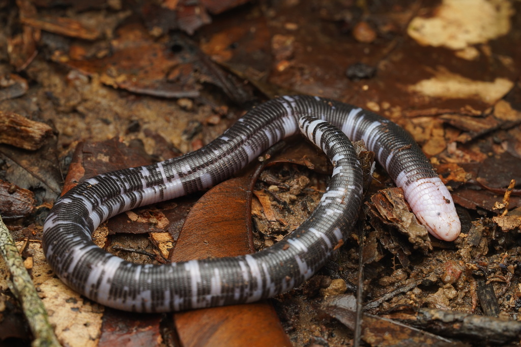 Black-and-white Worm Lizard