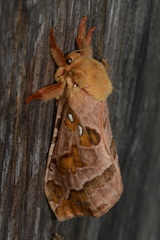 Sthenopis purpurascens