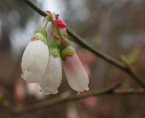 Image of Vaccinium elliottii by (c) mfeaver, some rights reserved (CC BY)