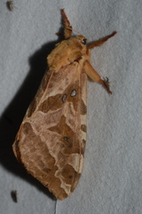 Sthenopis purpurascens