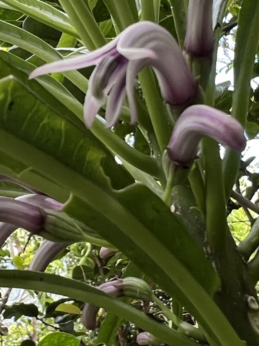 Cyanea kuhihewa