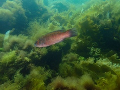 Tautogolabrus adspersus