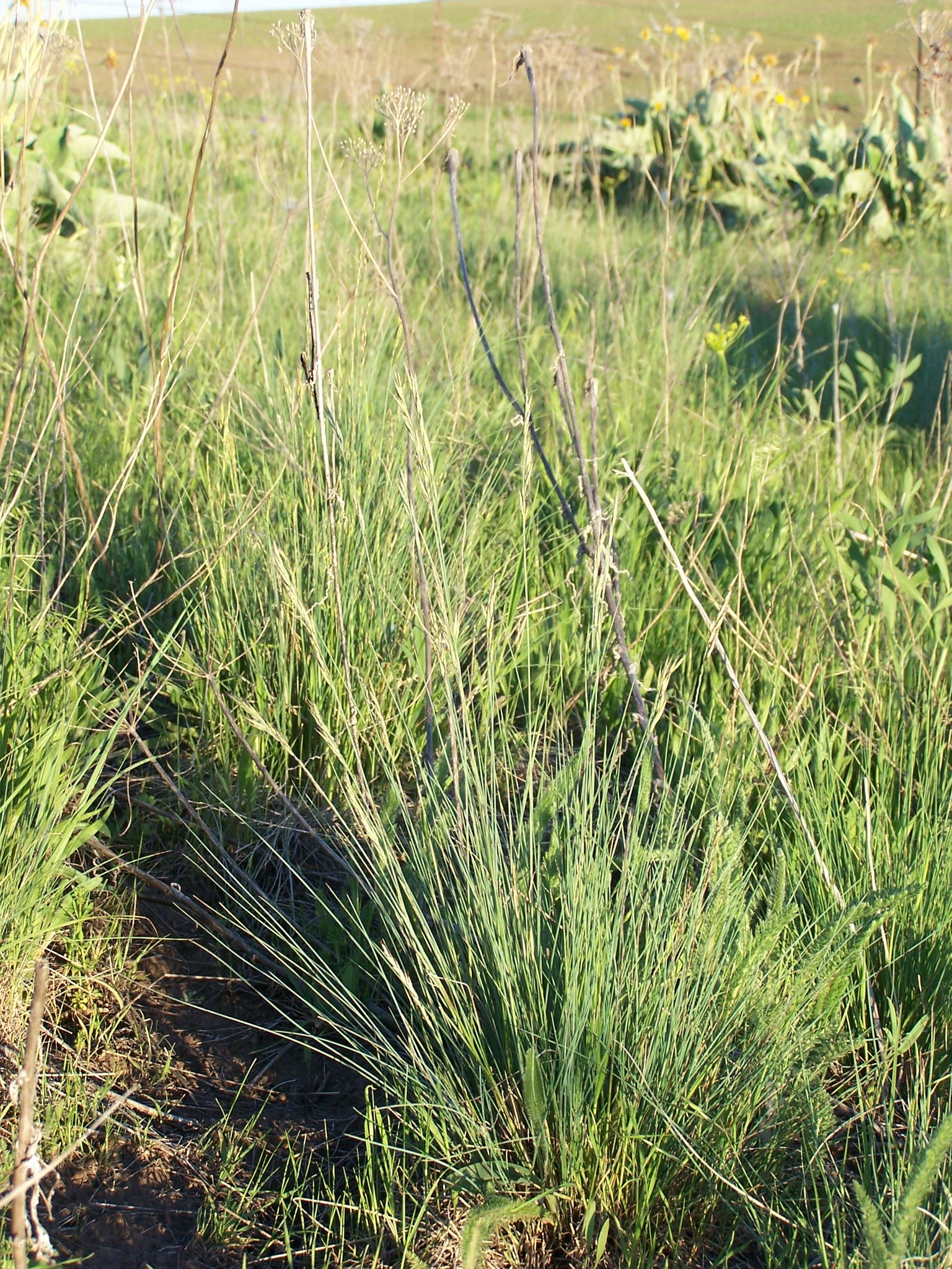 Pseudoroegneria