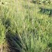 Bluebunch Wheatgrass - Photo (c) Kris Hazelbaker, some rights reserved (CC BY-NC-SA), uploaded by Kris Hazelbaker